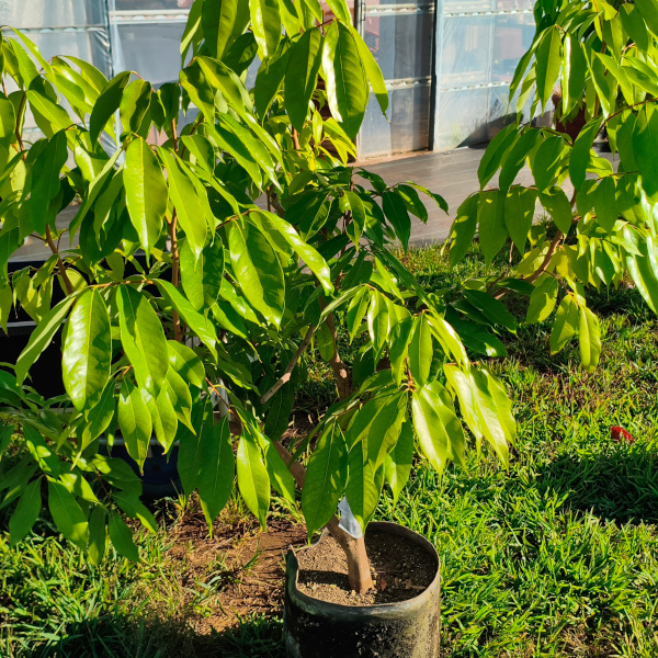 trees021