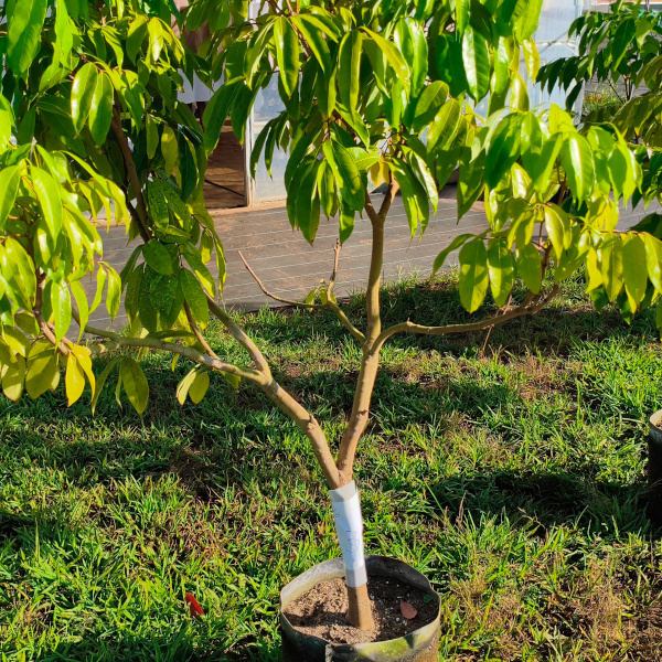 trees022