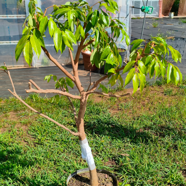 trees024