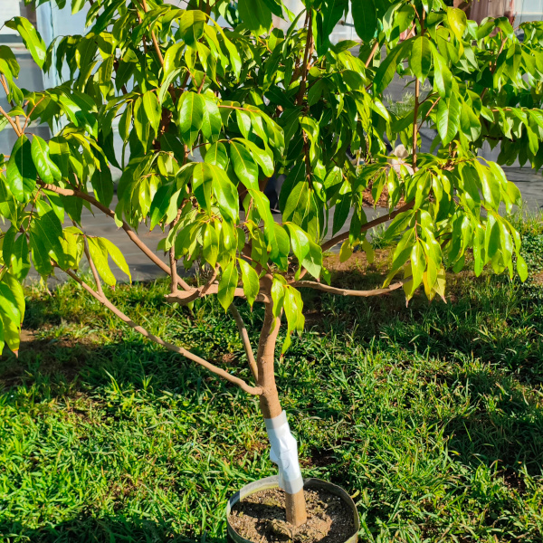 trees024