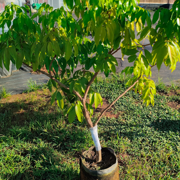 trees025