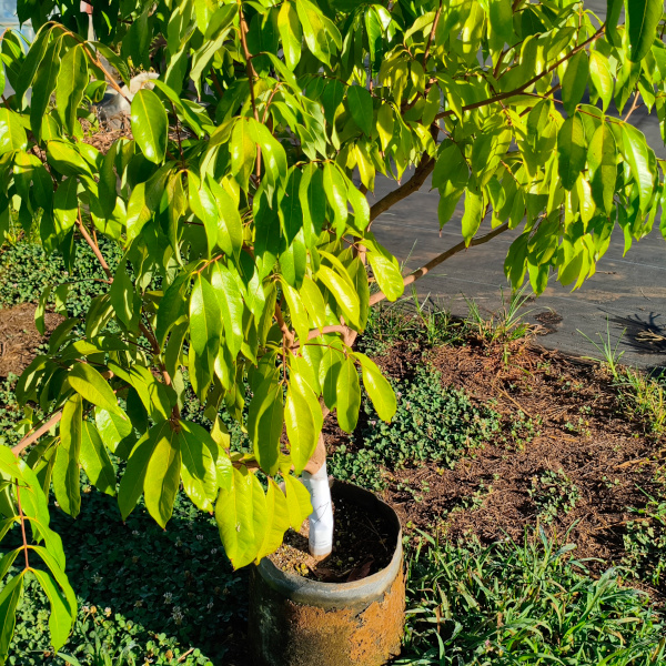 trees026