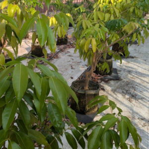 trees027