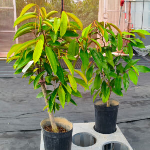 starappletree06