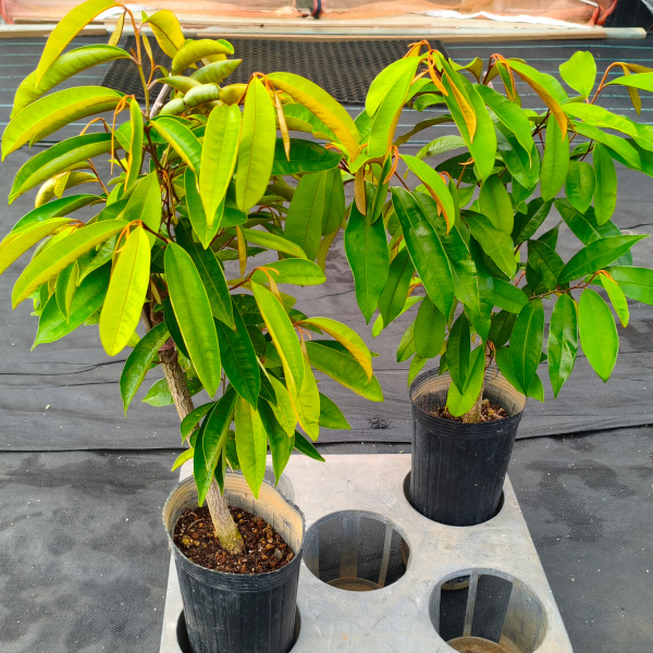 starappletree06