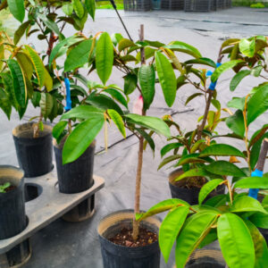 starappletree07