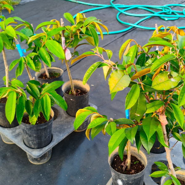 starappletree07