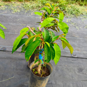 starappletree08