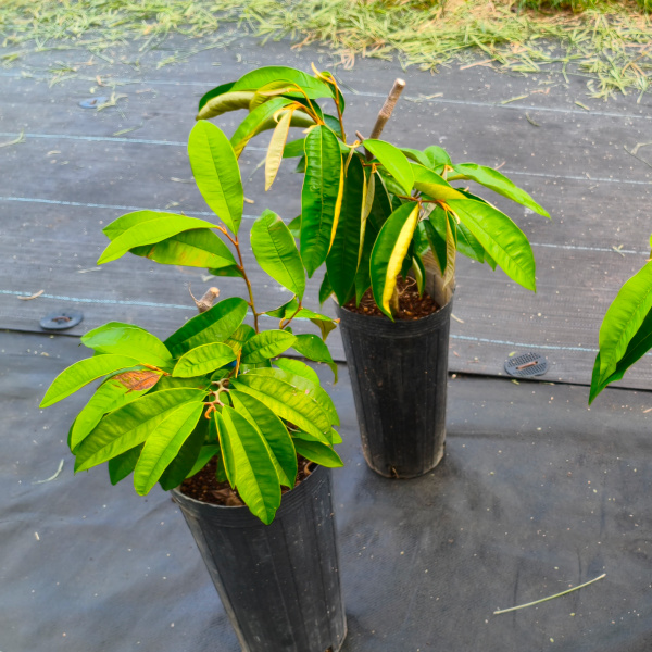 starappletree08