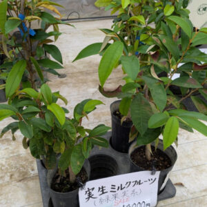 starappletree08
